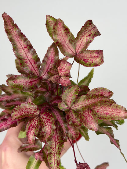 Pteris Cretica Albolineata Make up