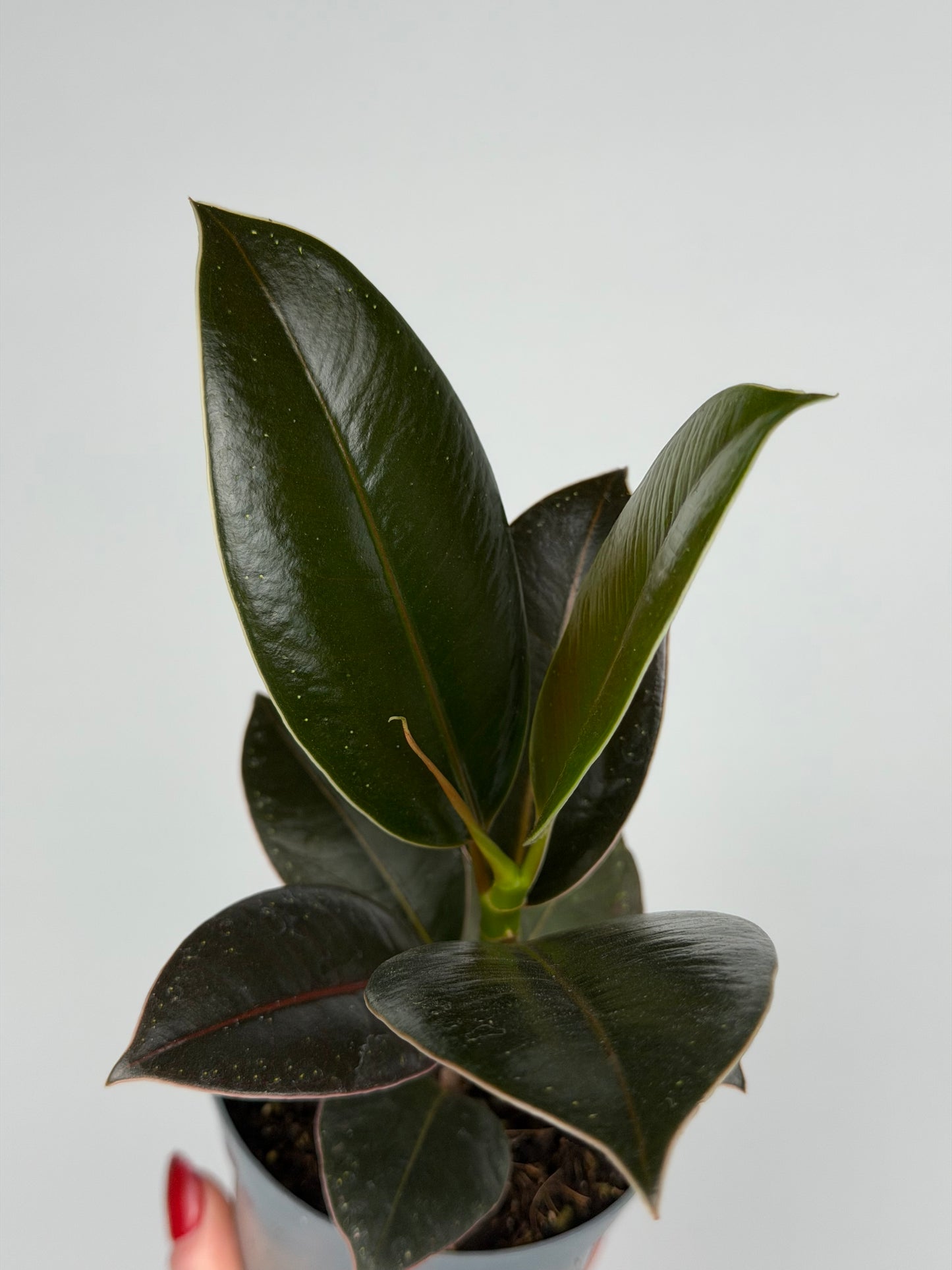 Ficus Elastica 'Melany'