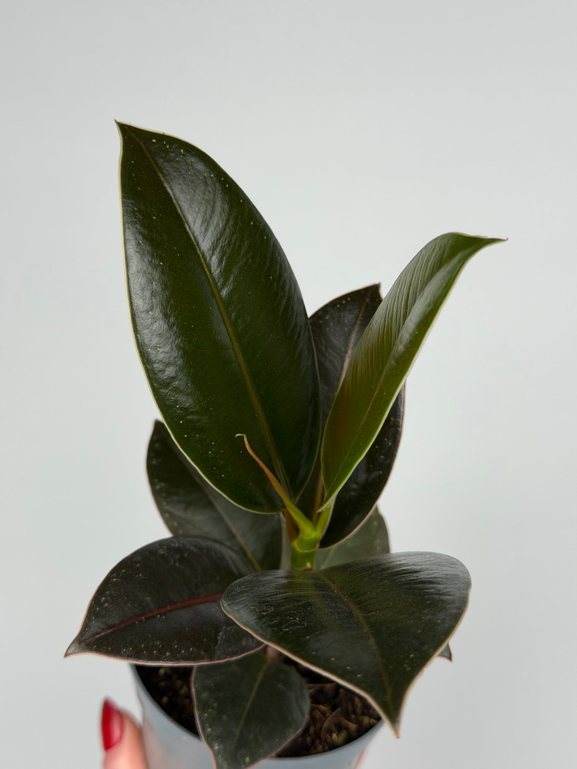Ficus Elastica 'Melany'