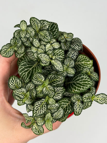 Fittonia Mosaic 'Marble Green' Fittonia Tropical Corner