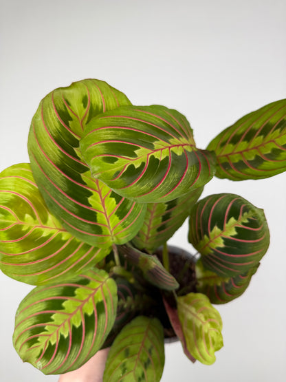 Maranta Leuconeura 'Fascinator'