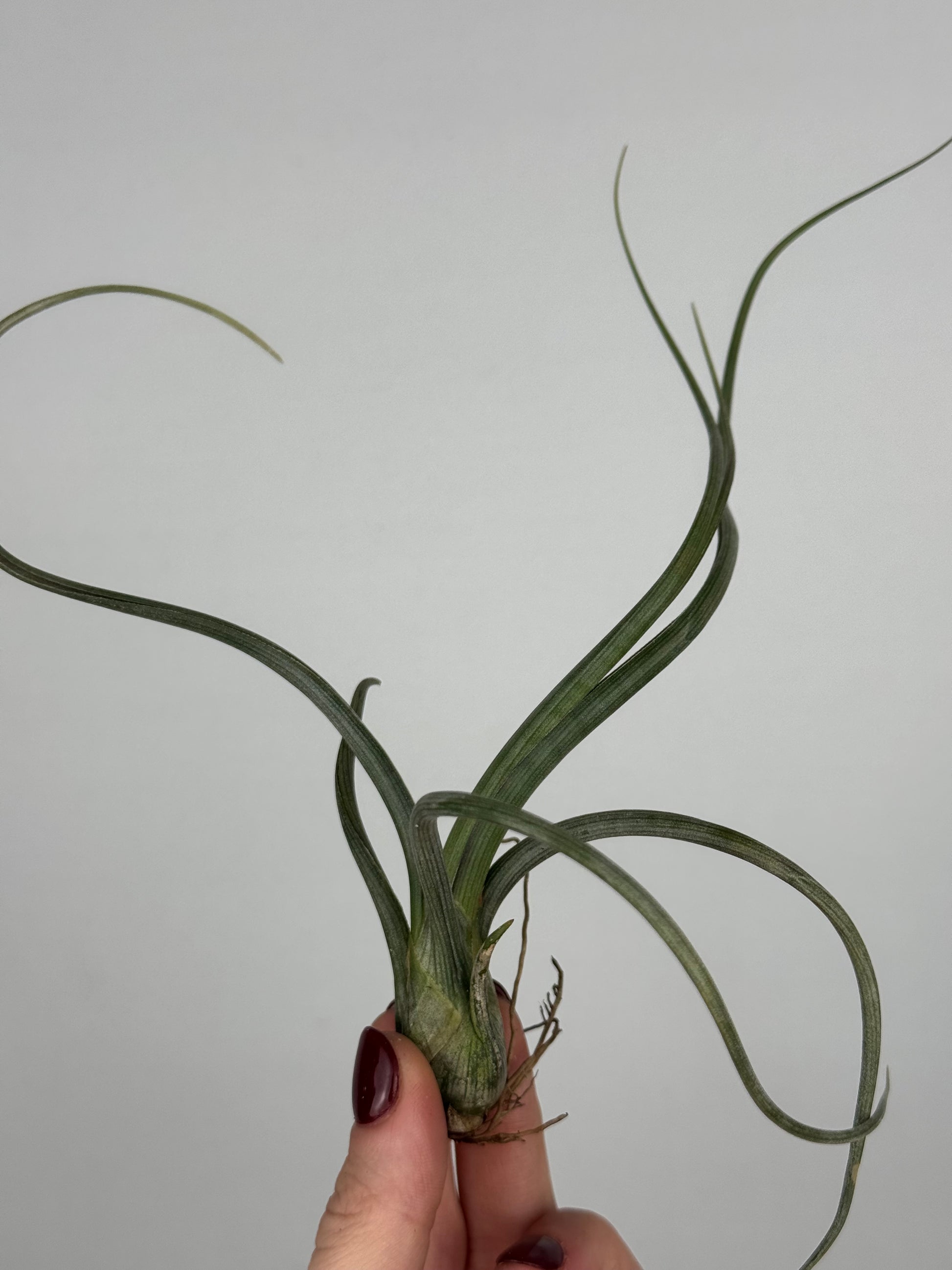 Tillandsia 'Baileyi'
