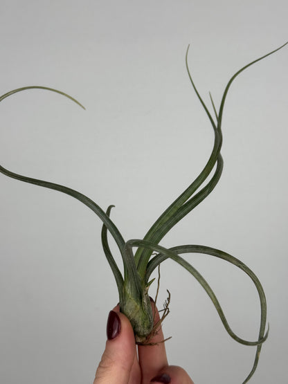 Tillandsia 'Baileyi'