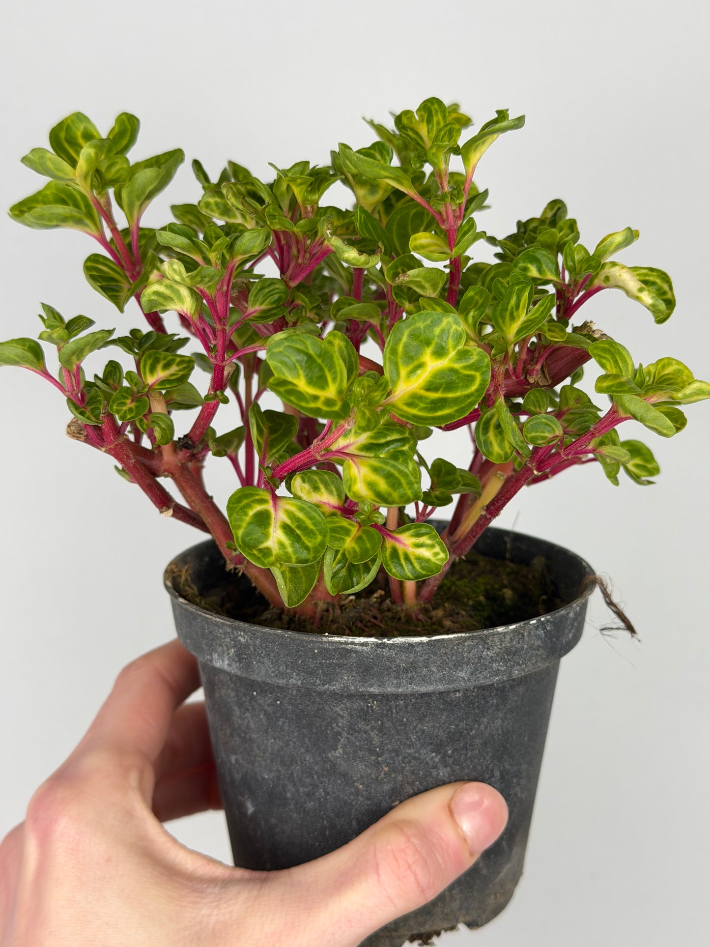 Iresine Herbstii 'Rich Funnygold' Iresine Tropical Corner