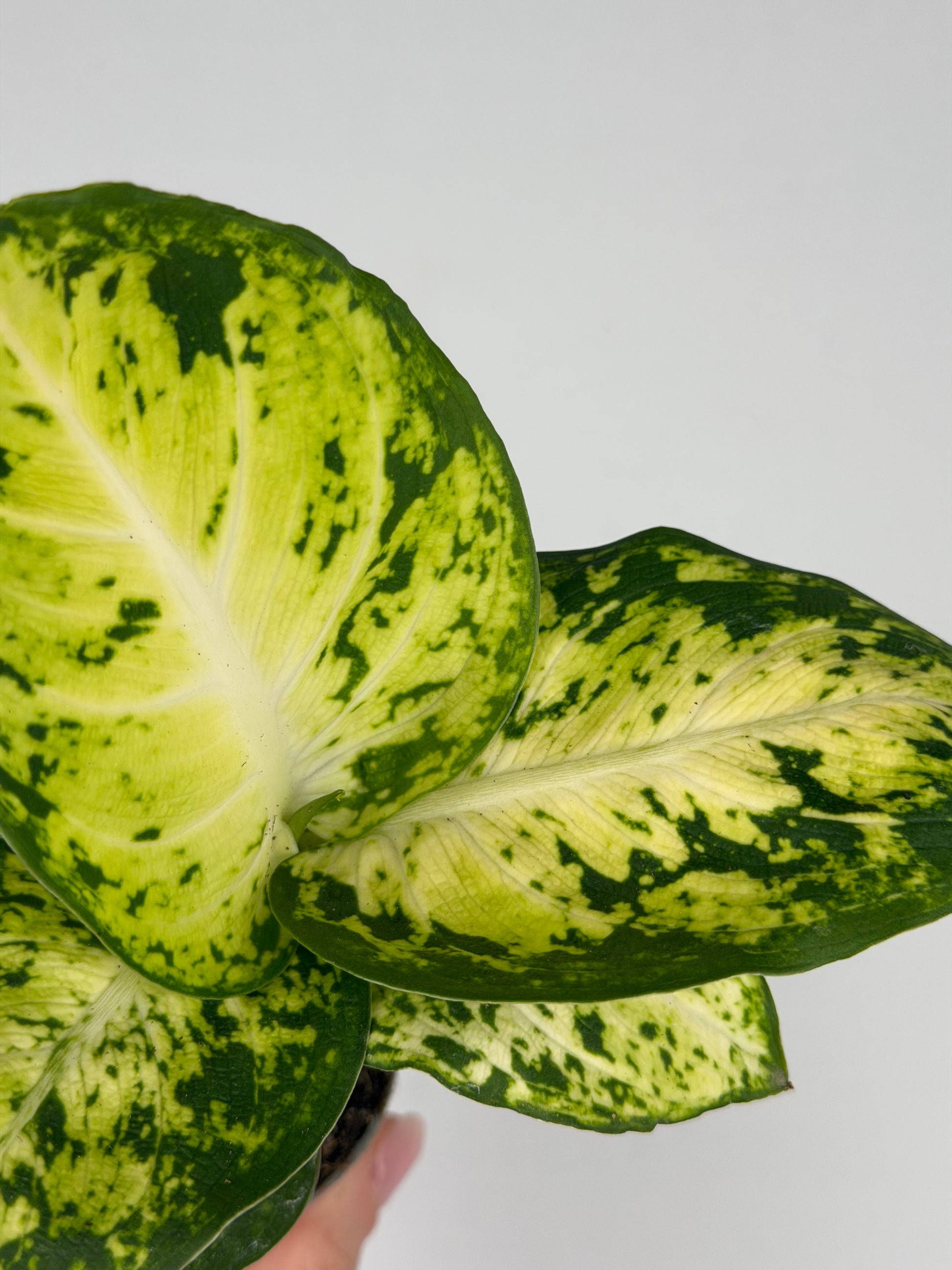 Dieffenbachia 'Amy' Maculata Dieffenbachia Tropical Corner