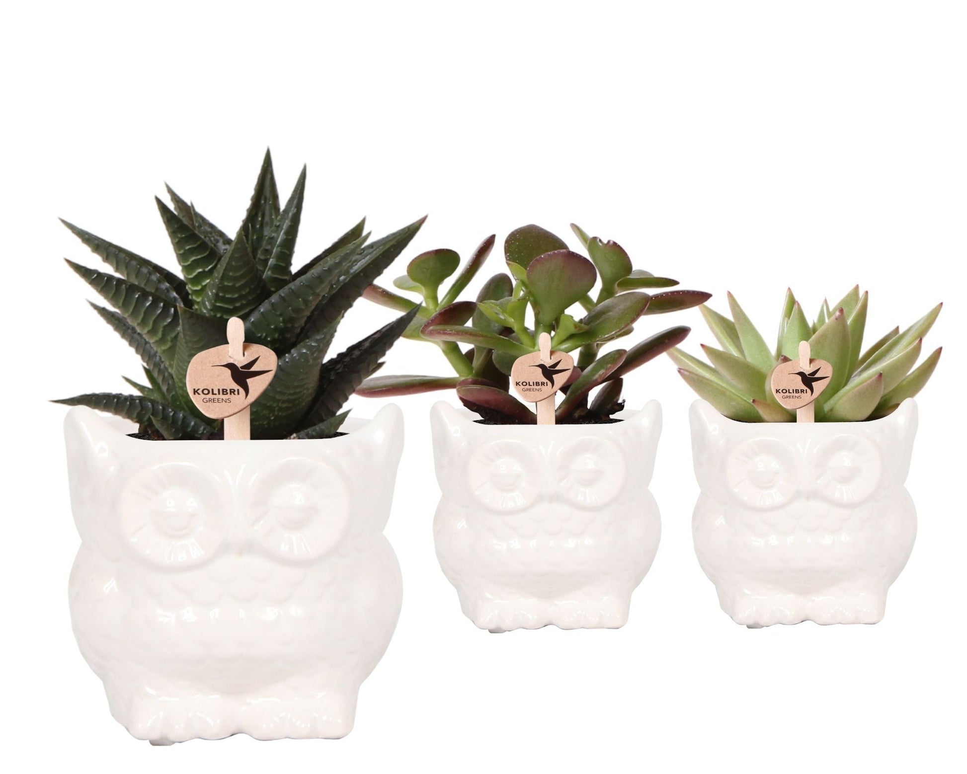 SuccuSet 'Owl pot' Succuset Tropical Corner