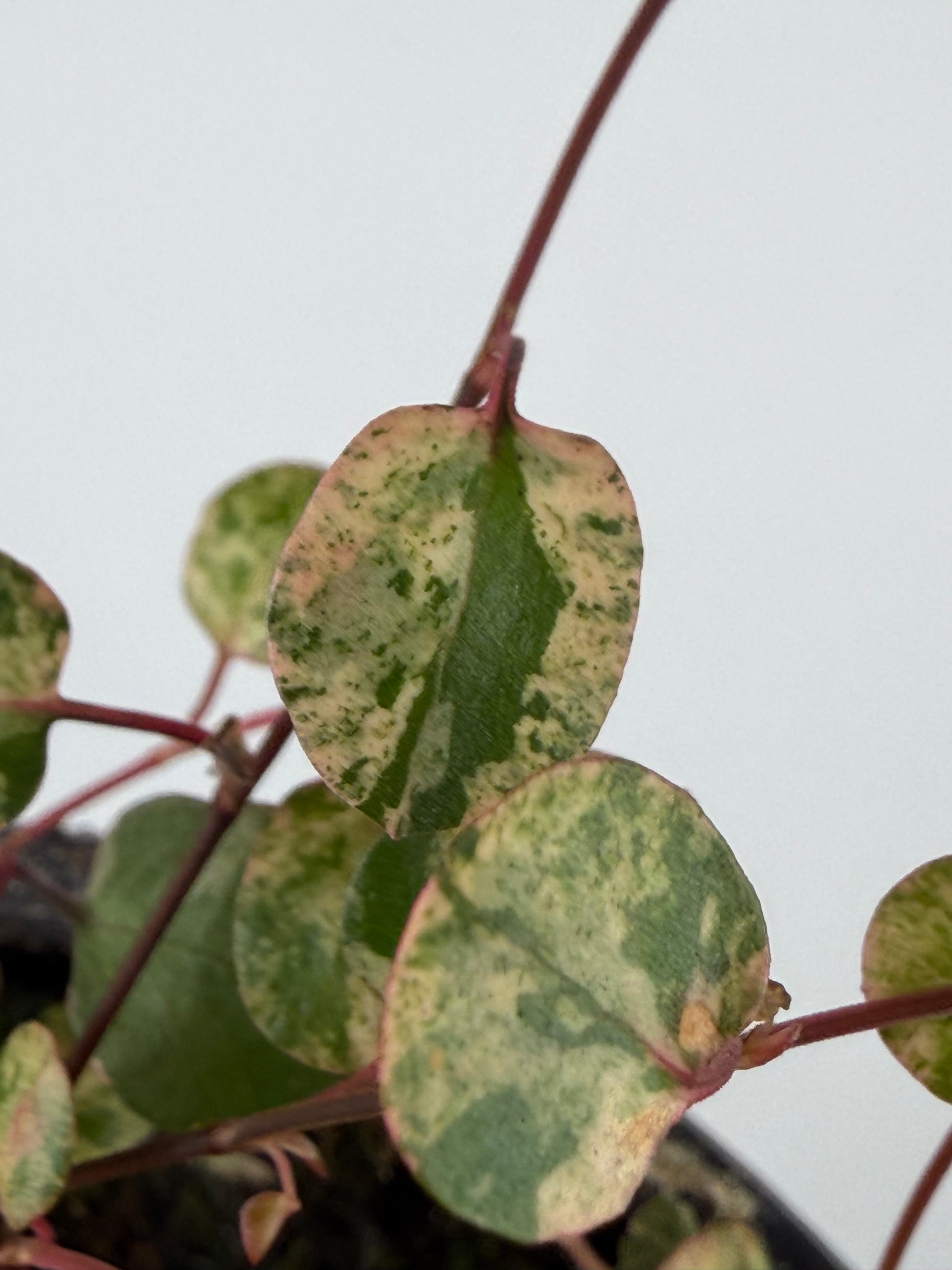 Muehlenbeckia complexa Mao'ri 'Pink Camouflage'