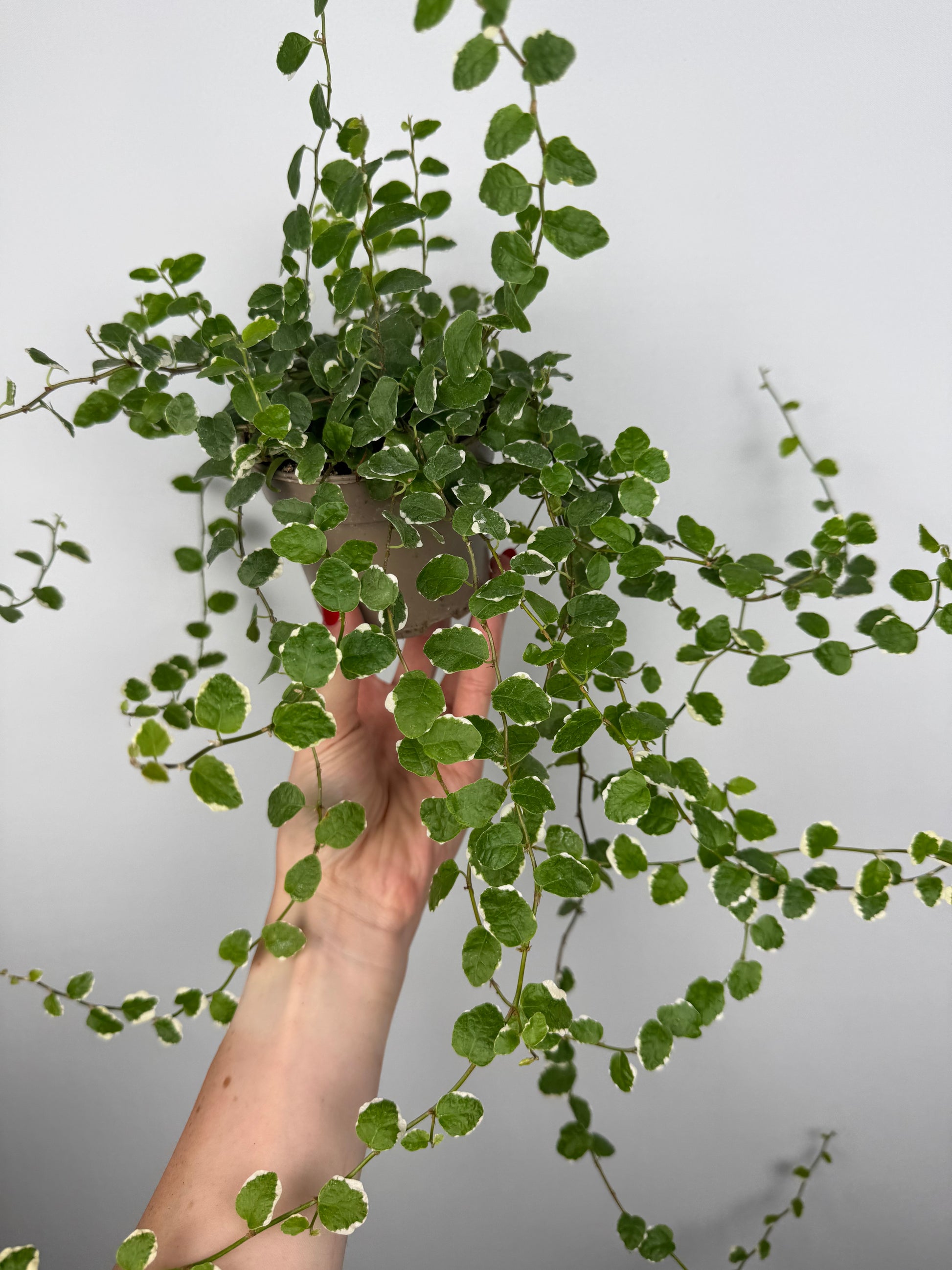Ficus Pumila “White Sunny”