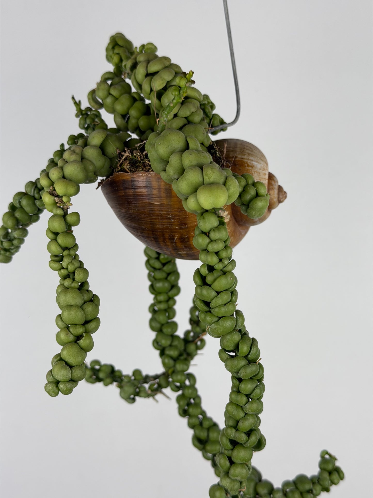 Dischidia Nummularia 'Pangolin Kisses' | Shelly hang Dischidia Tropical Corner