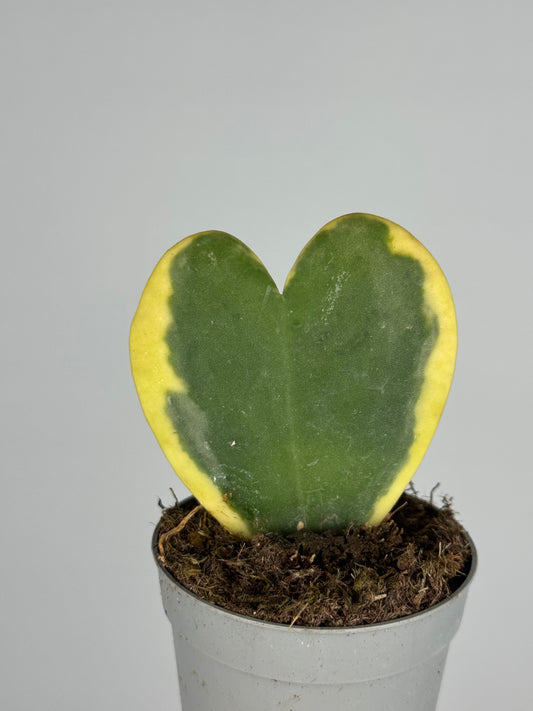 Hoya Kerrii Variegata