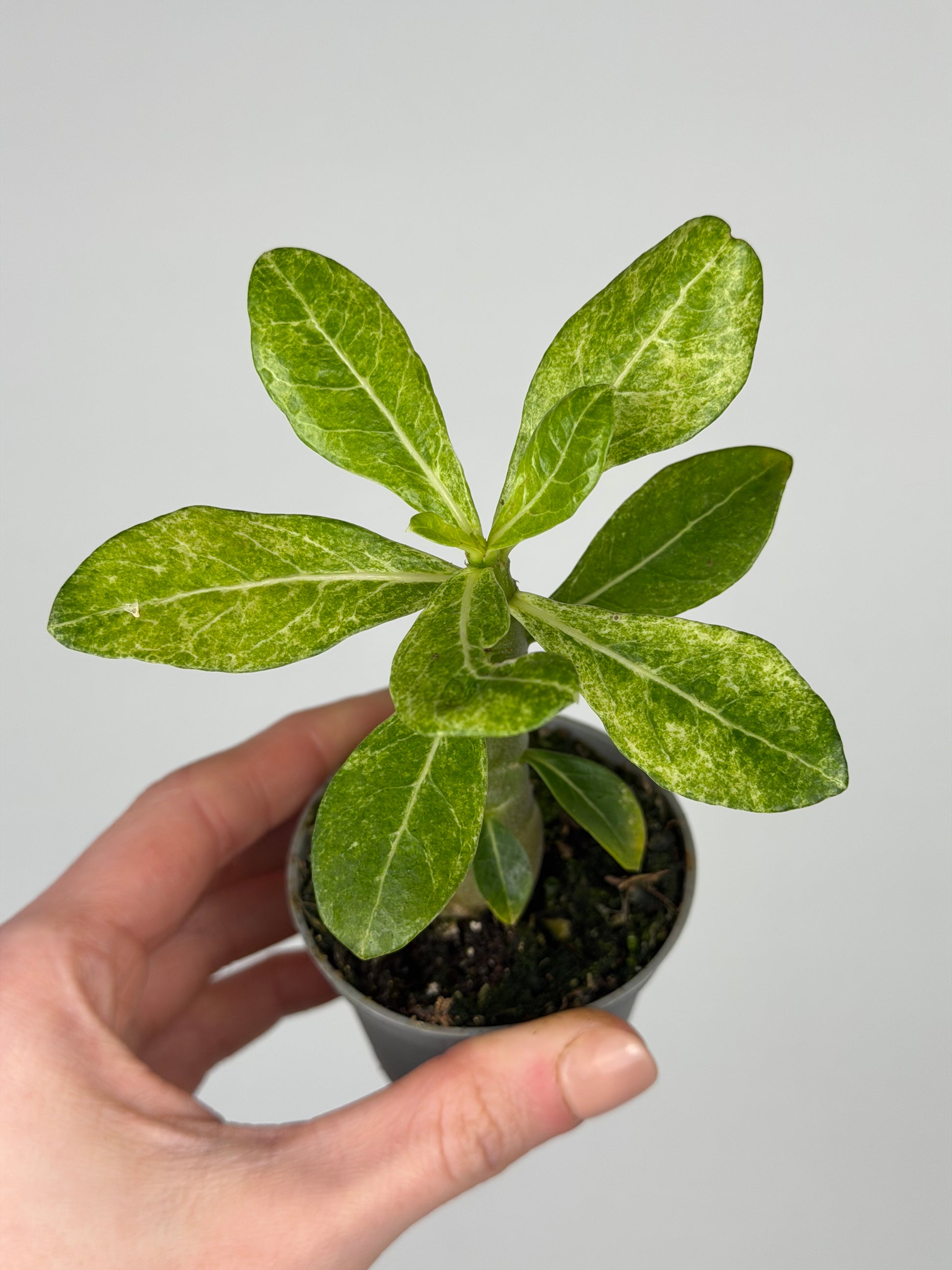 Adenium obesum variegato Adenium Tropical Corner