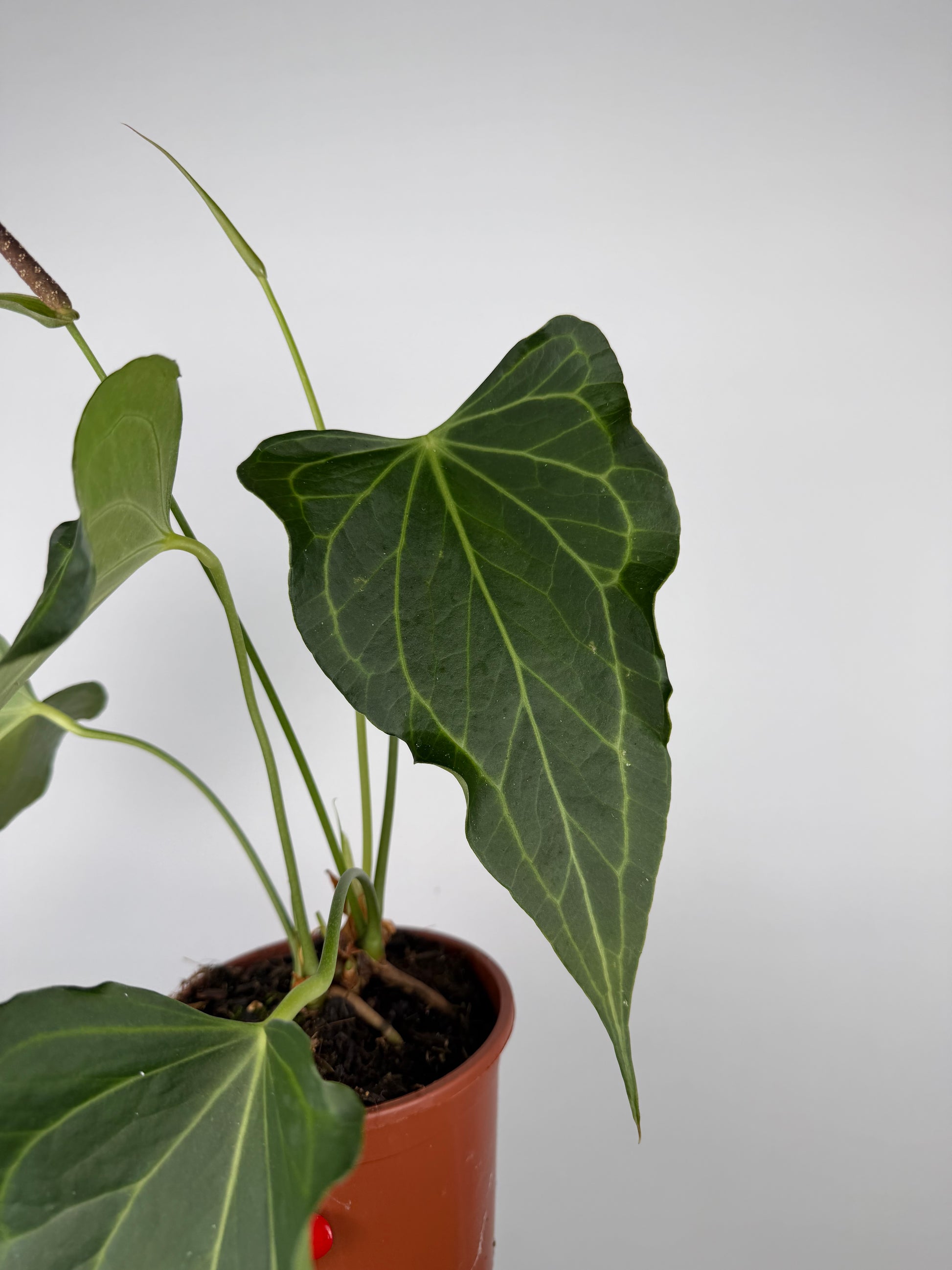 Anthurium Delta Force