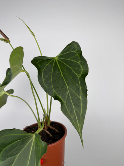 Anthurium Delta Force