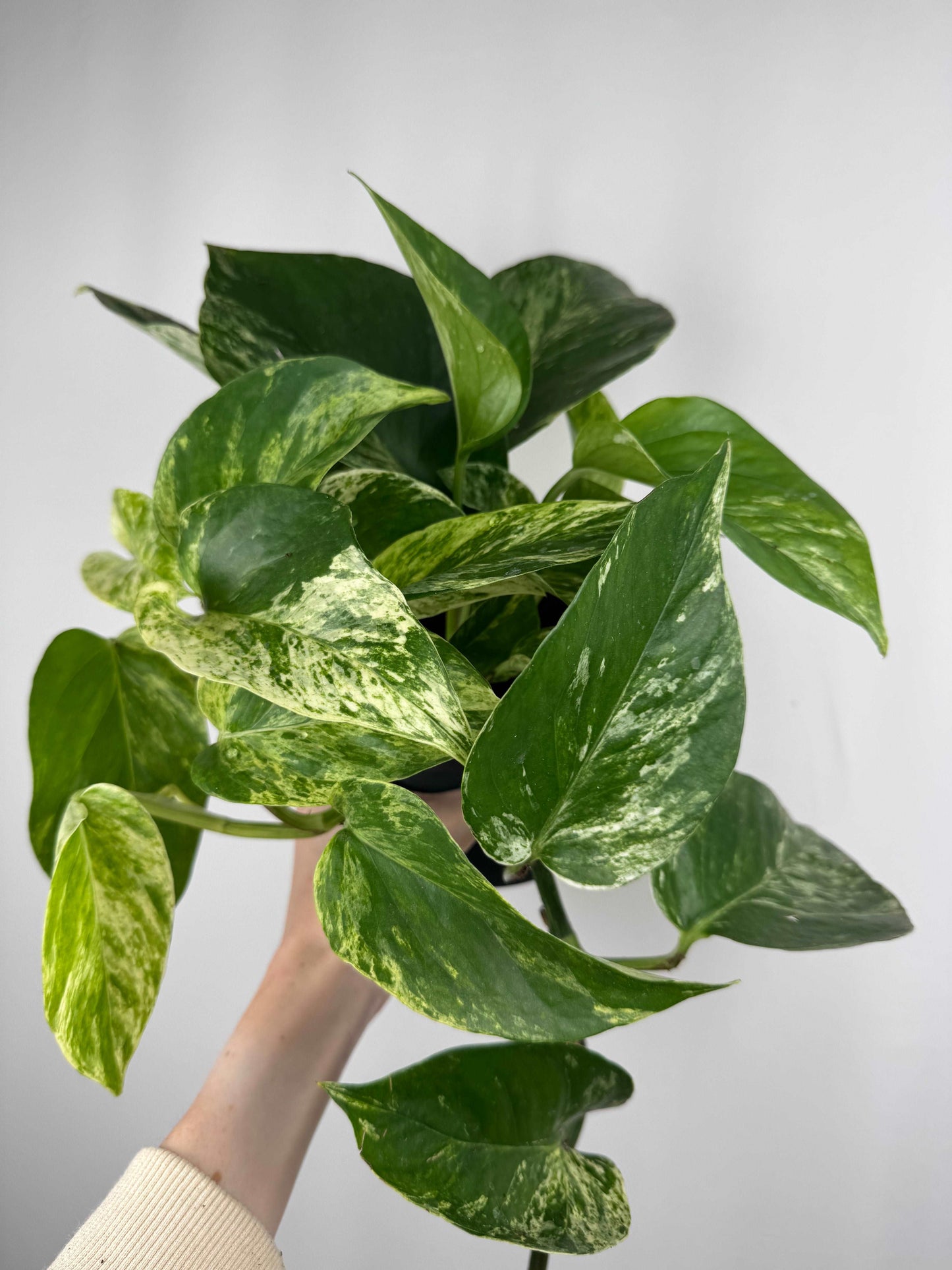 Epipremnum Marble Queen