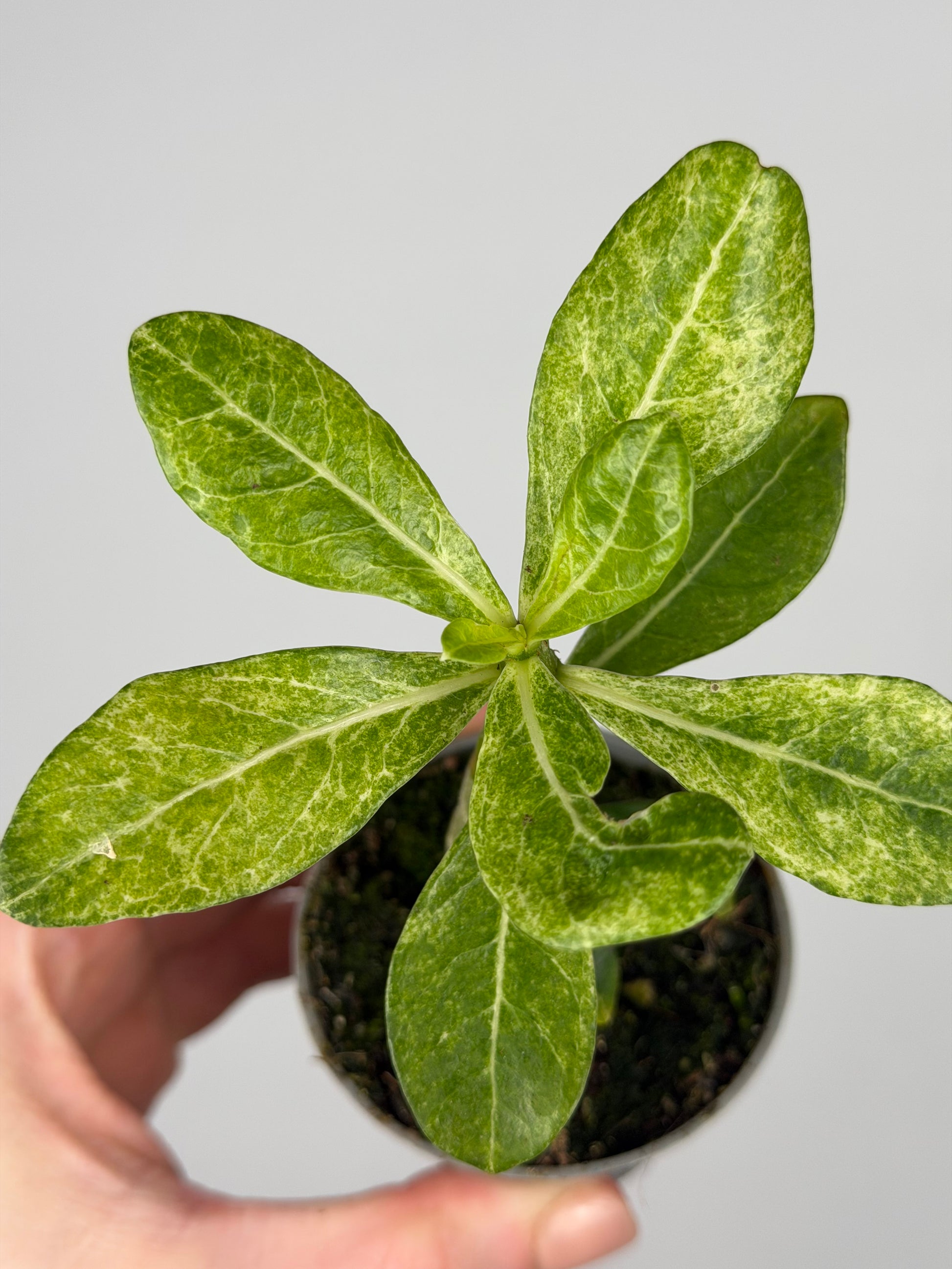 Adenium obesum variegato Adenium Tropical Corner