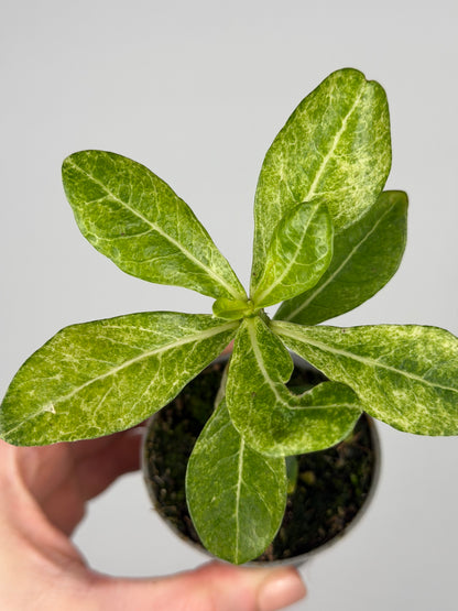 Adenium obesum variegato Adenium Tropical Corner