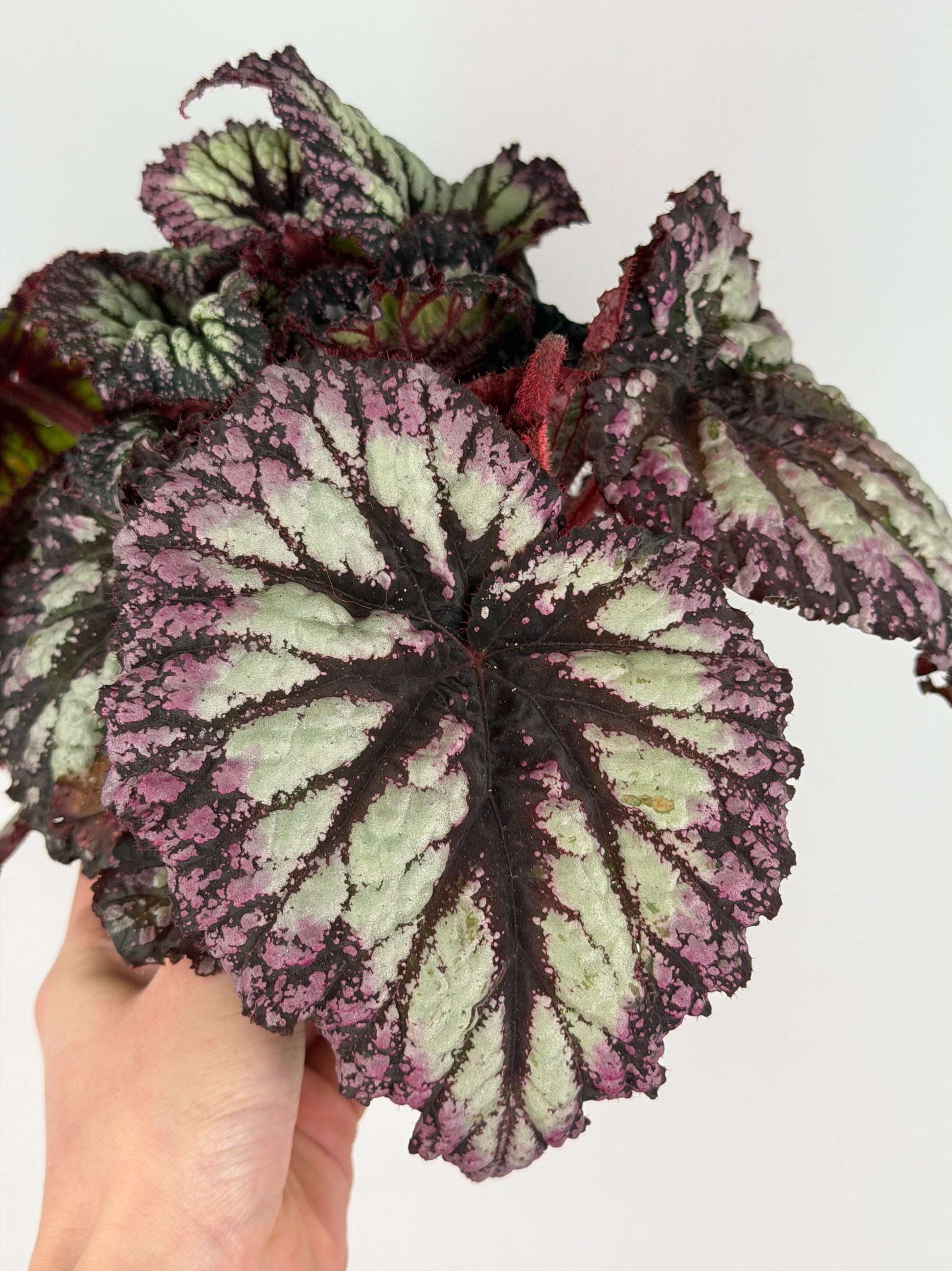 Begonia Fireworks Begonia Tropical Corner