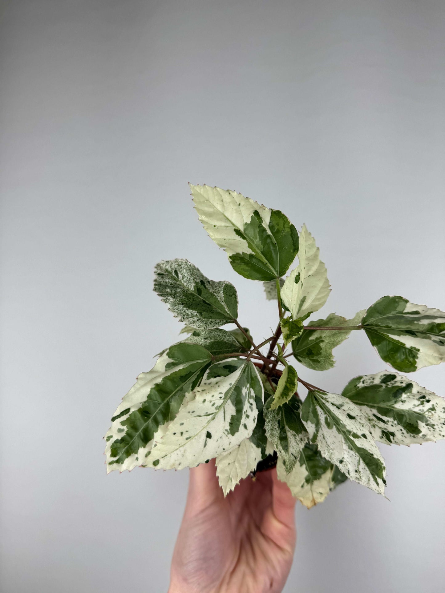Hibiscus rosa-sinensis “Variegata”