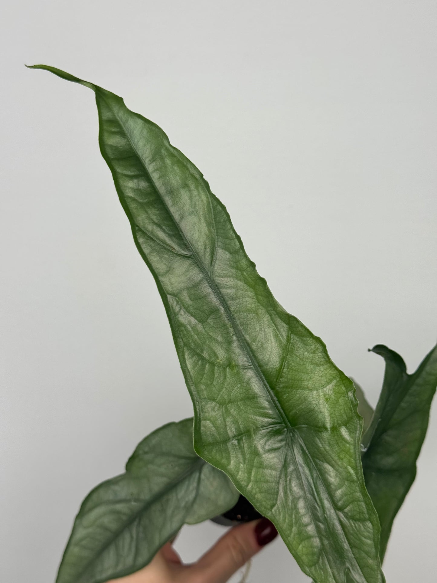 Alocasia heterophylla 'Dragon's Breath'
