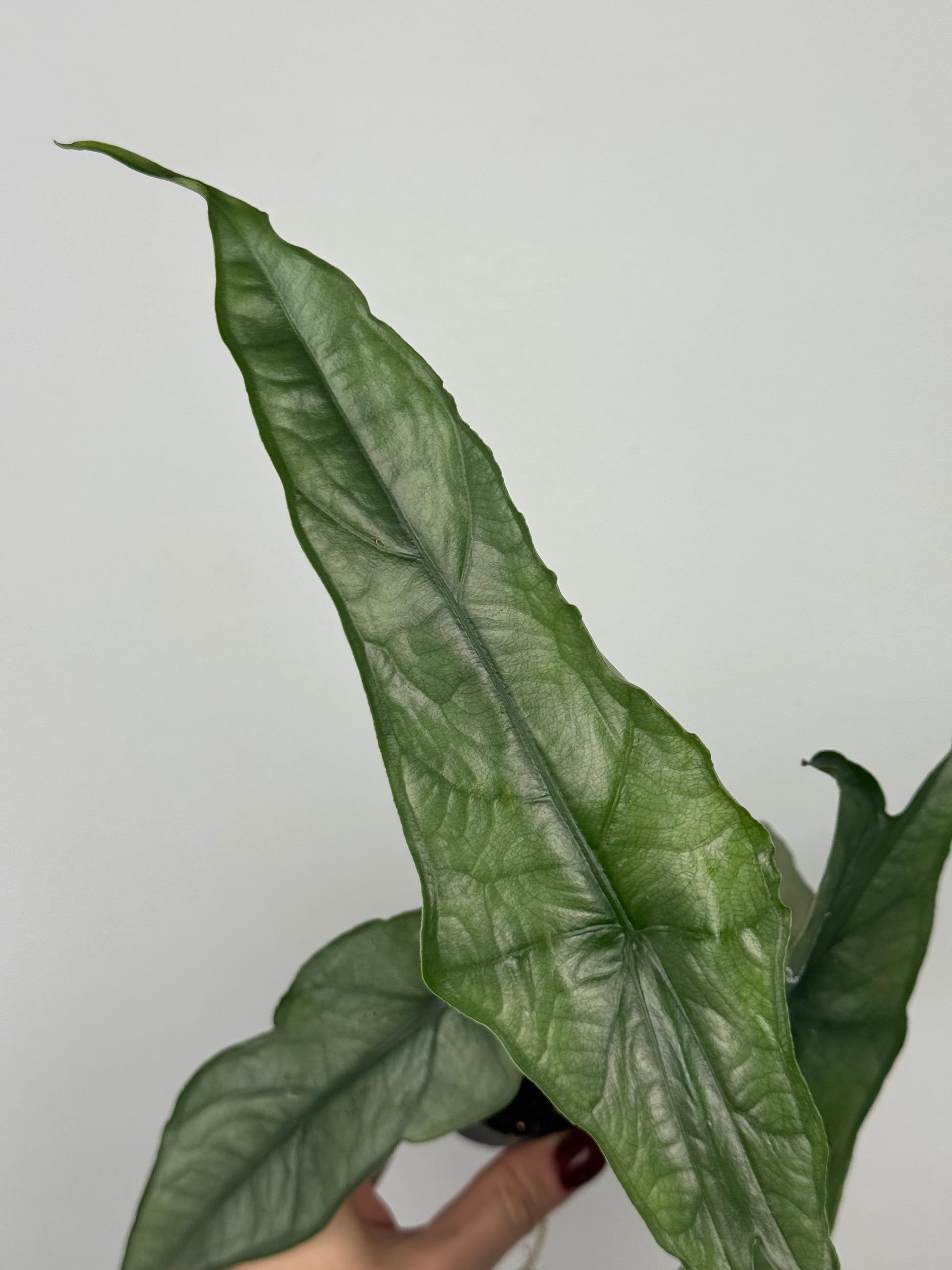 Alocasia heterophylla 'Dragon's Breath'
