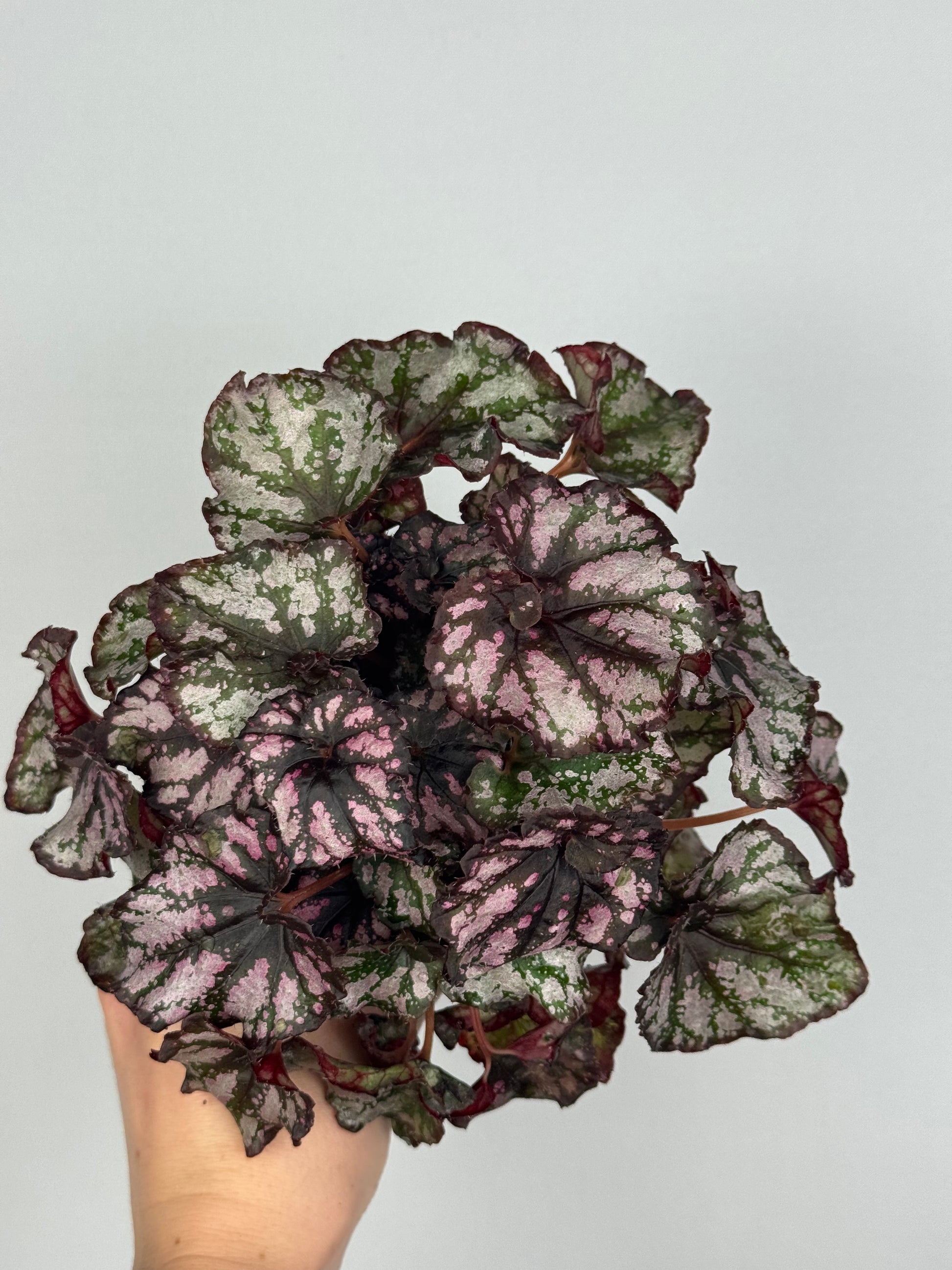 Begonia Harmony’s 'Twisted Sister'