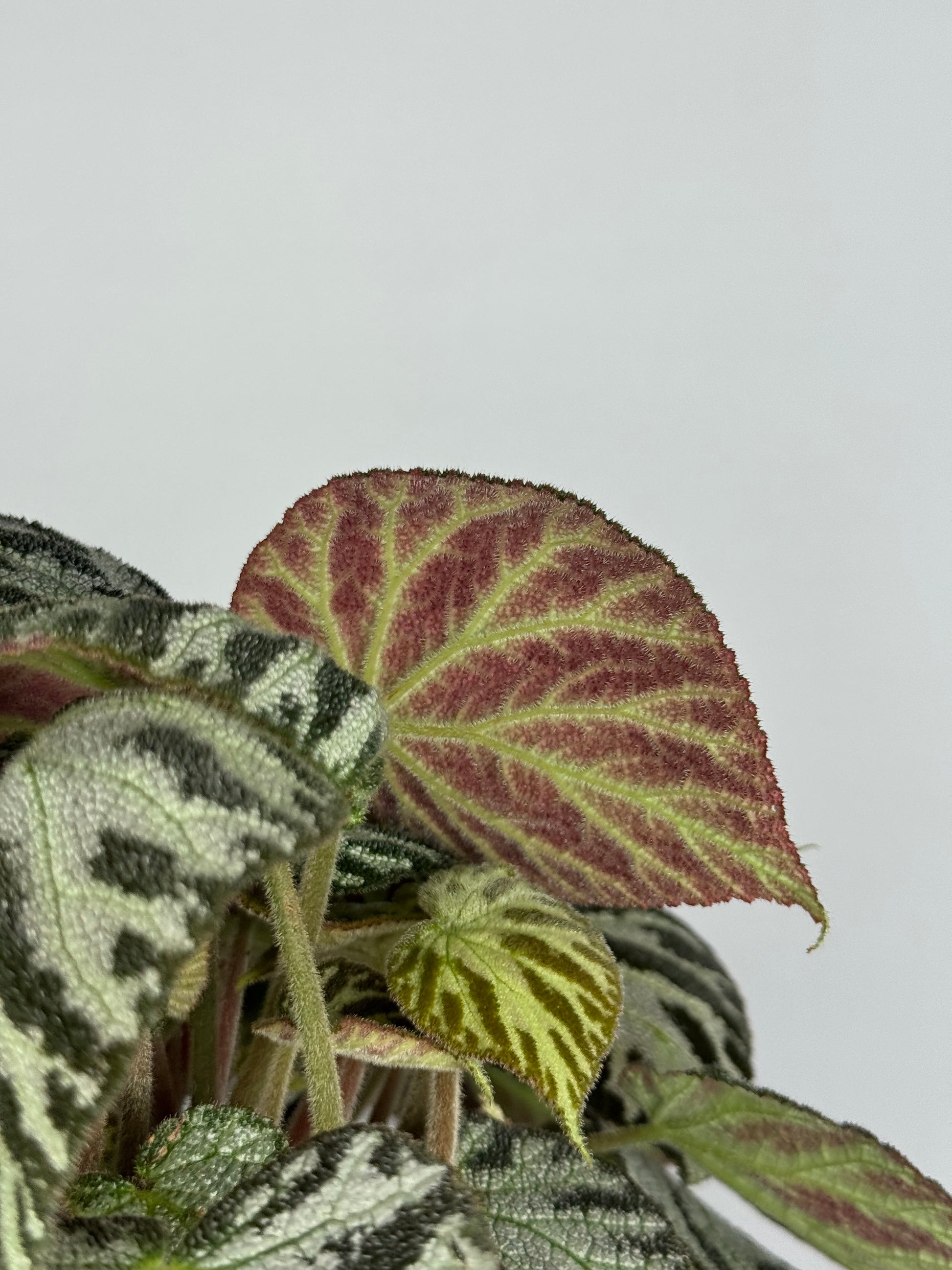 Begonia “Silver Jewel”