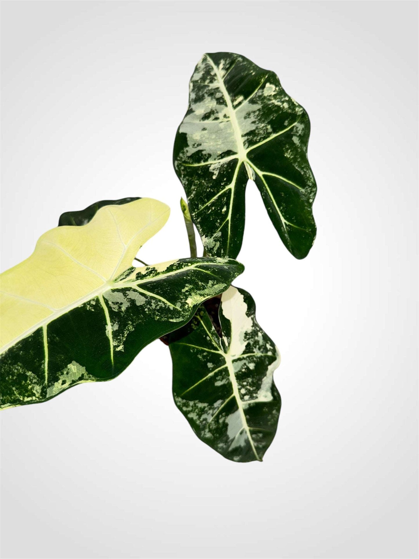 Alocasia Frydek variegata