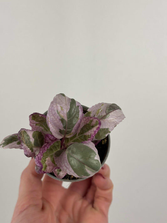 Hemigraphis alternata “Snow white”
