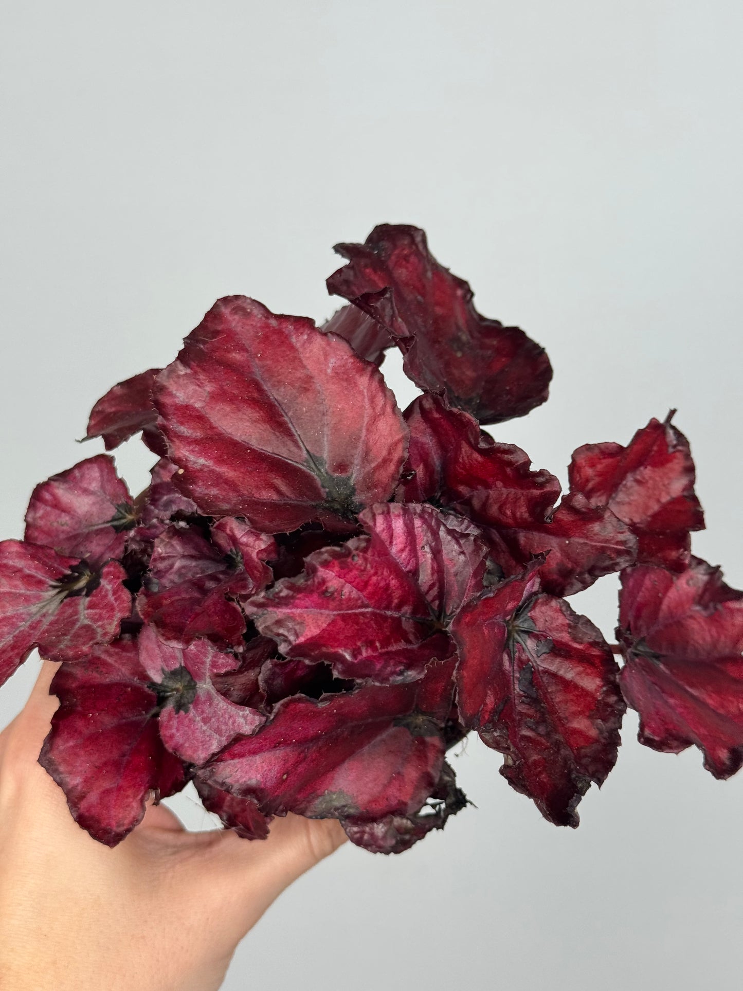 Begonia “Red Bull”