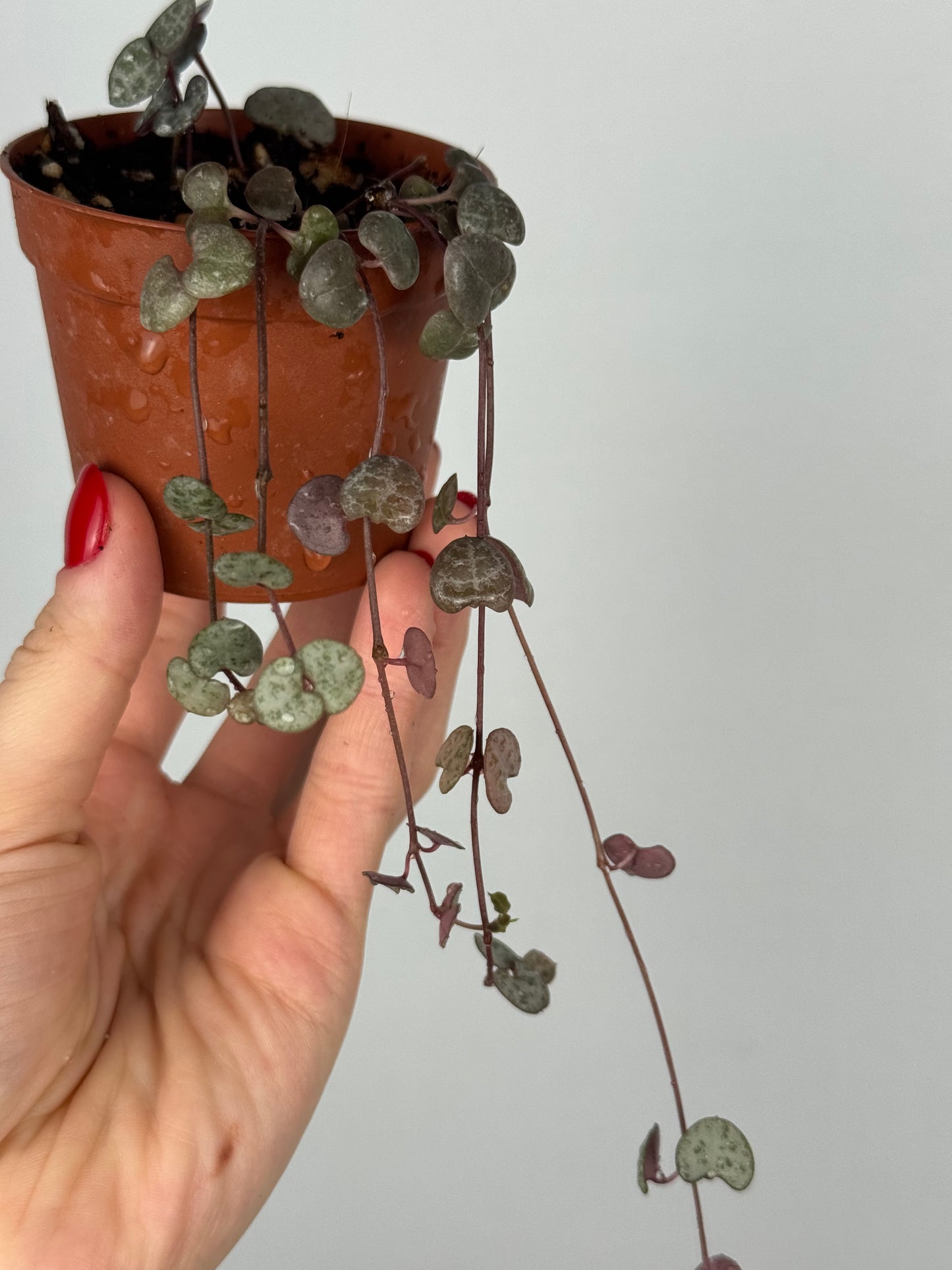 Ceropegia Woodii | Valerie
