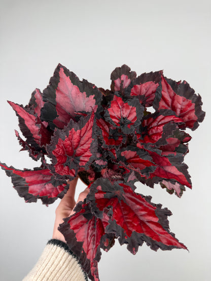 Begonia “Red Kiss” Begonia Tropical Corner “M” 12 cm