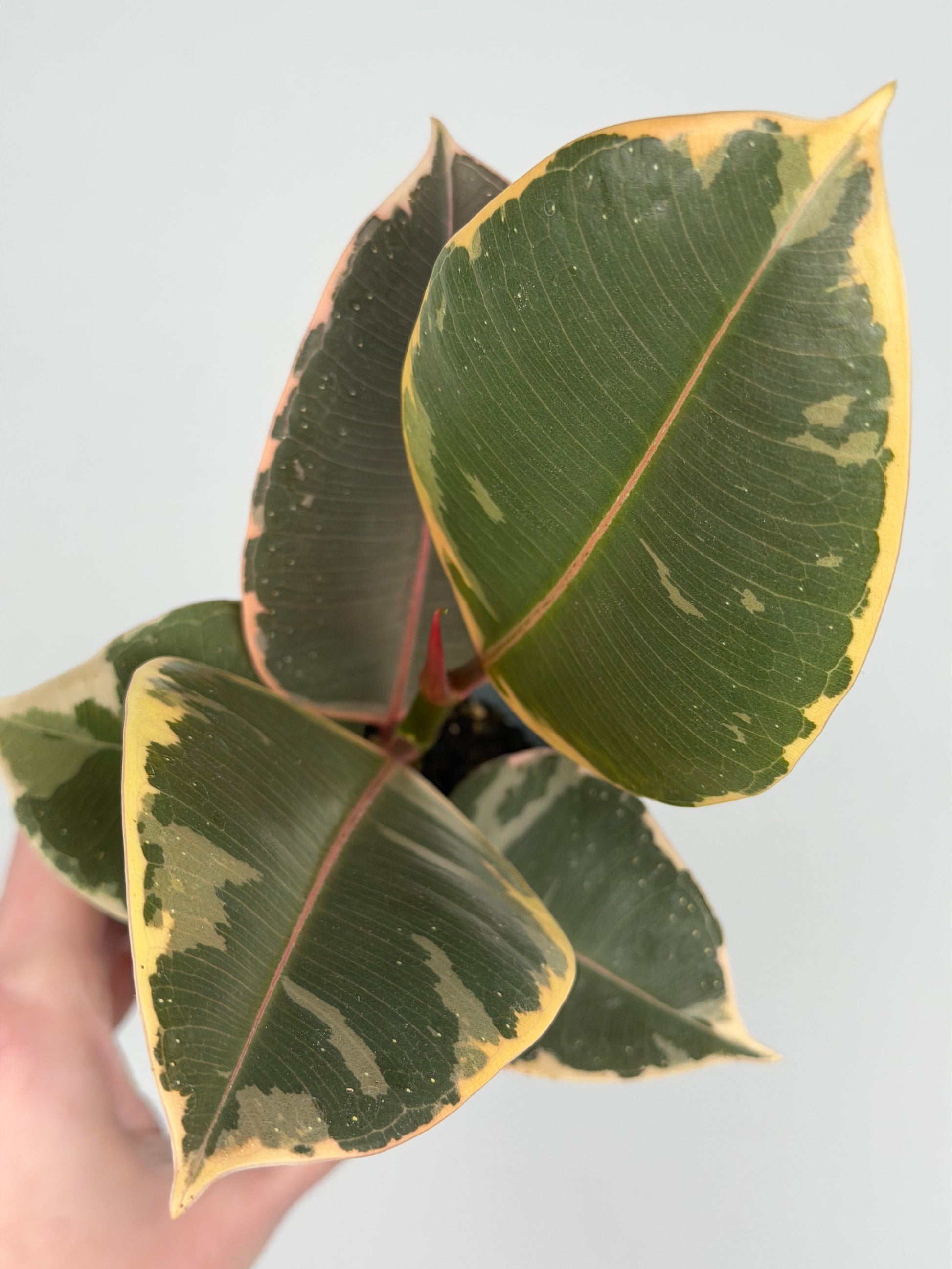 Ficus Elastica 'El Tineke'