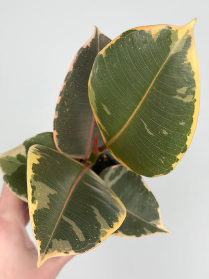 Ficus Elastica 'El Tineke'
