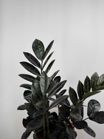 Zamioculcas “Black Raven”