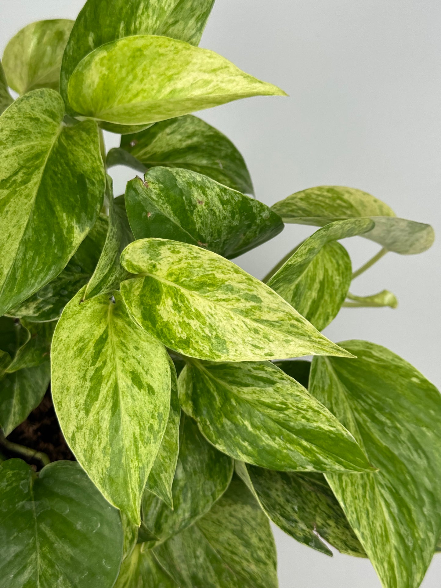 Epipremnum Marble Queen
