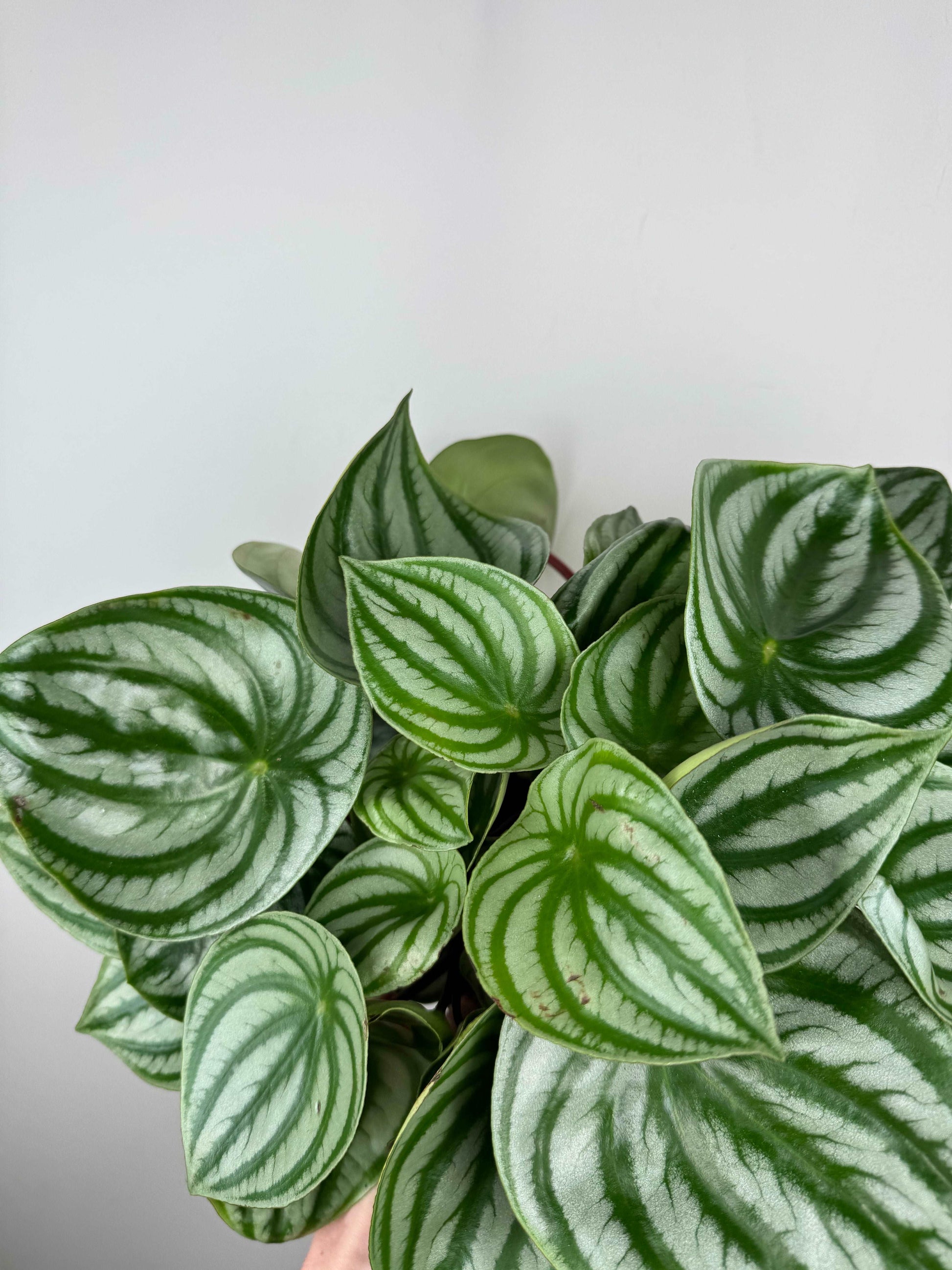 Peperomia Argyreia “Watermelon”