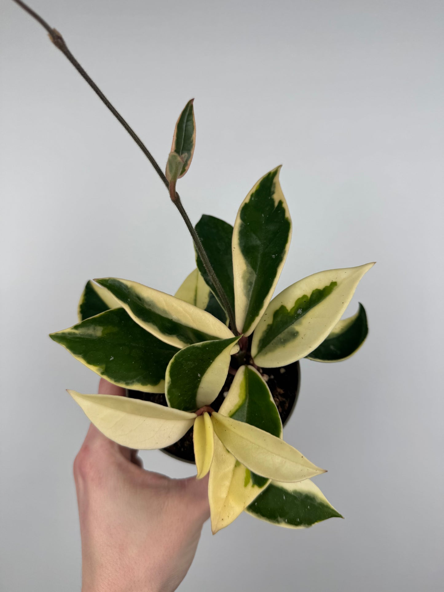 Hoya Carnosa Krimson Queen