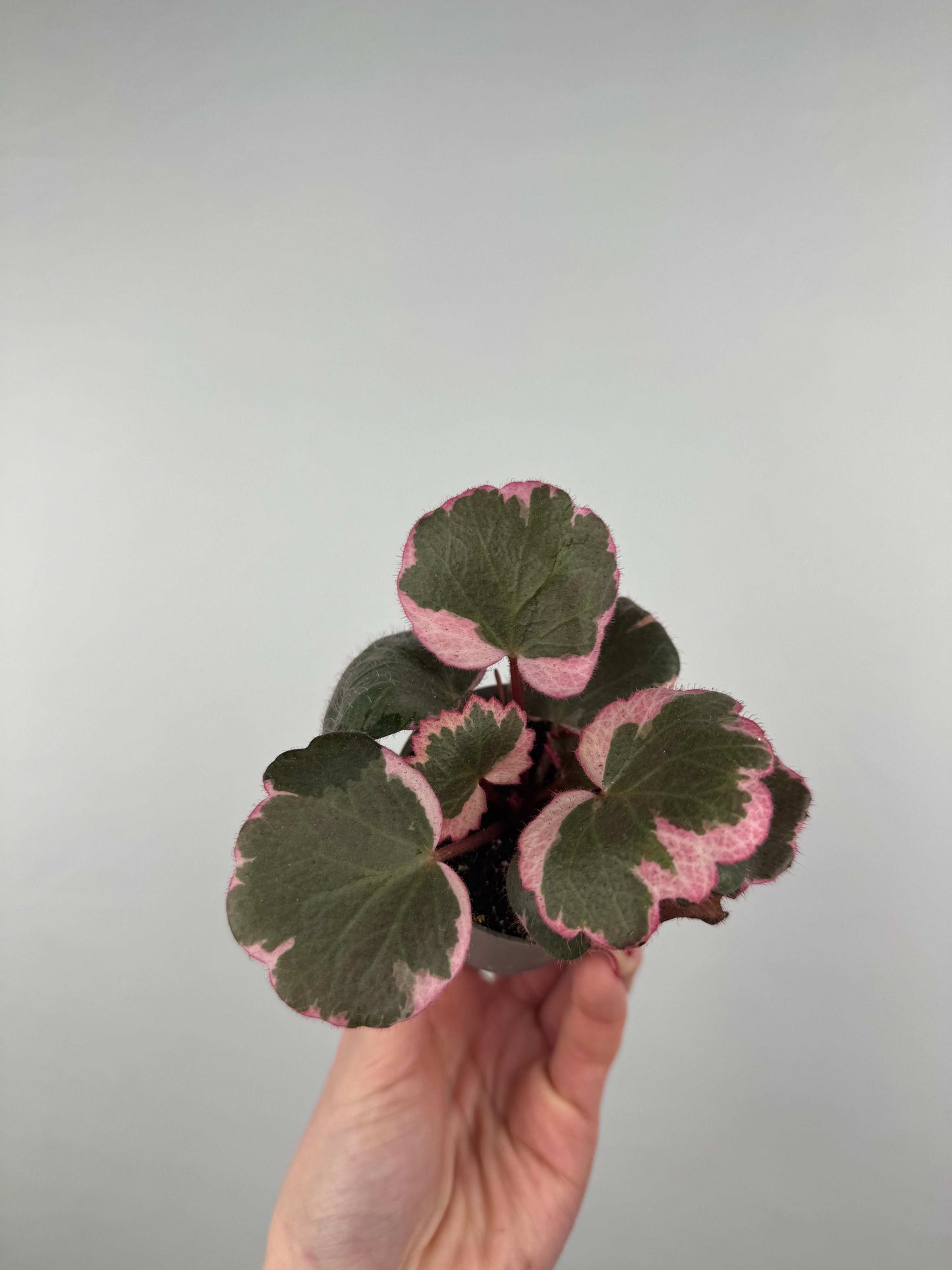 Saxifraga Stolonifera “Tricolor”