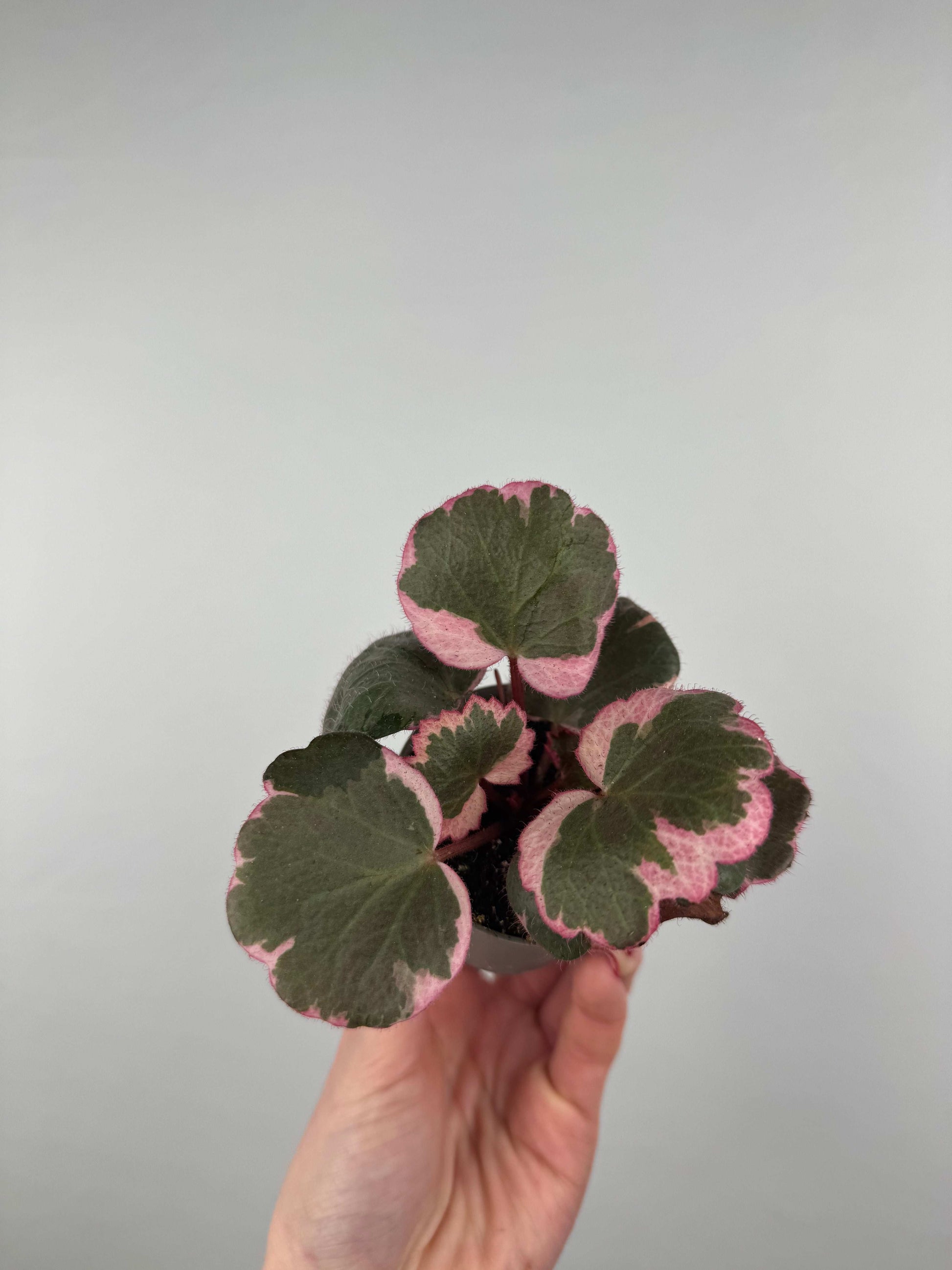 Saxifraga Stolonifera “Tricolor”