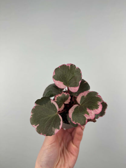 Saxifraga Stolonifera “Tricolor”