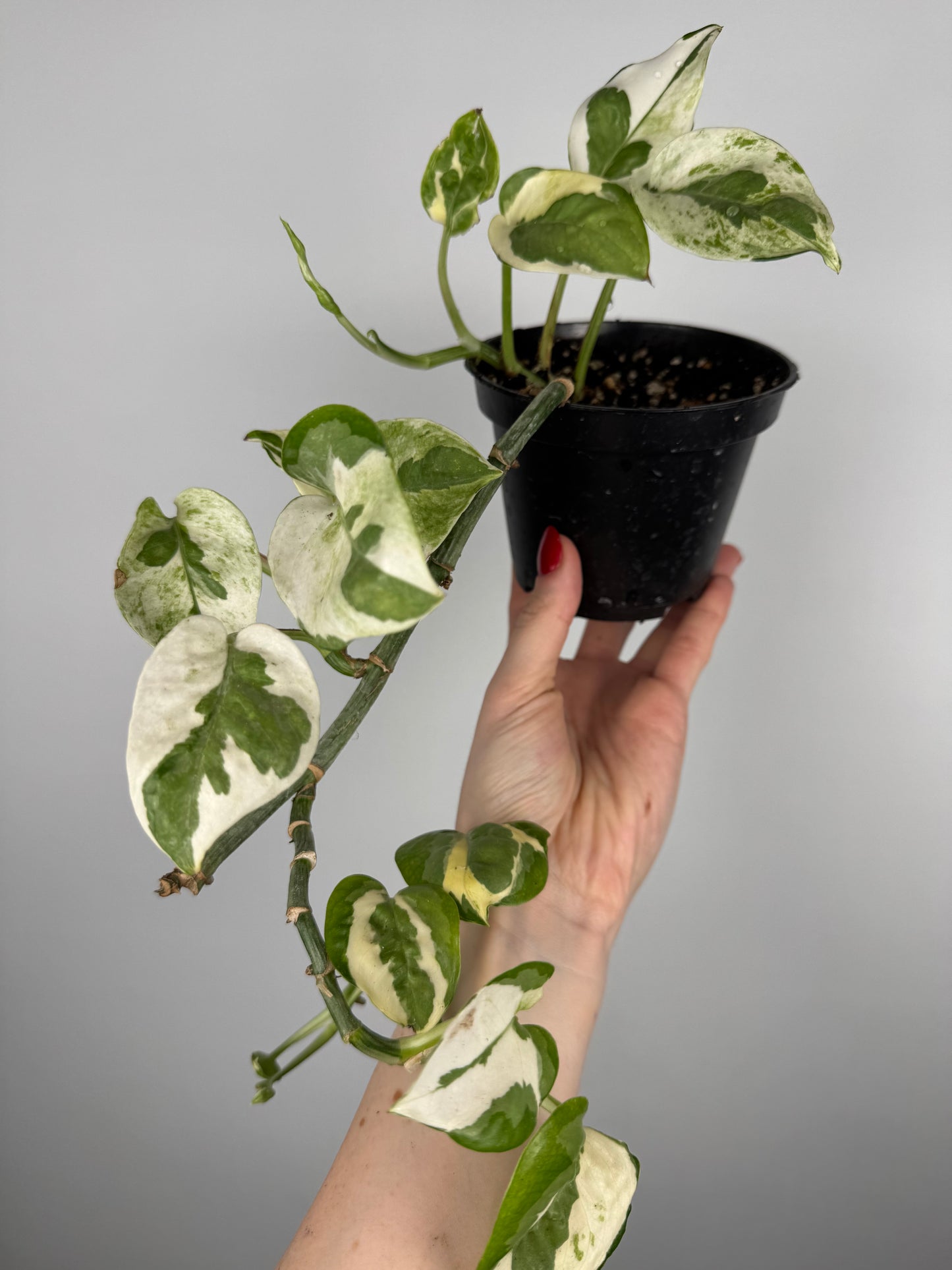 Epipremnum N’Joy | Milo