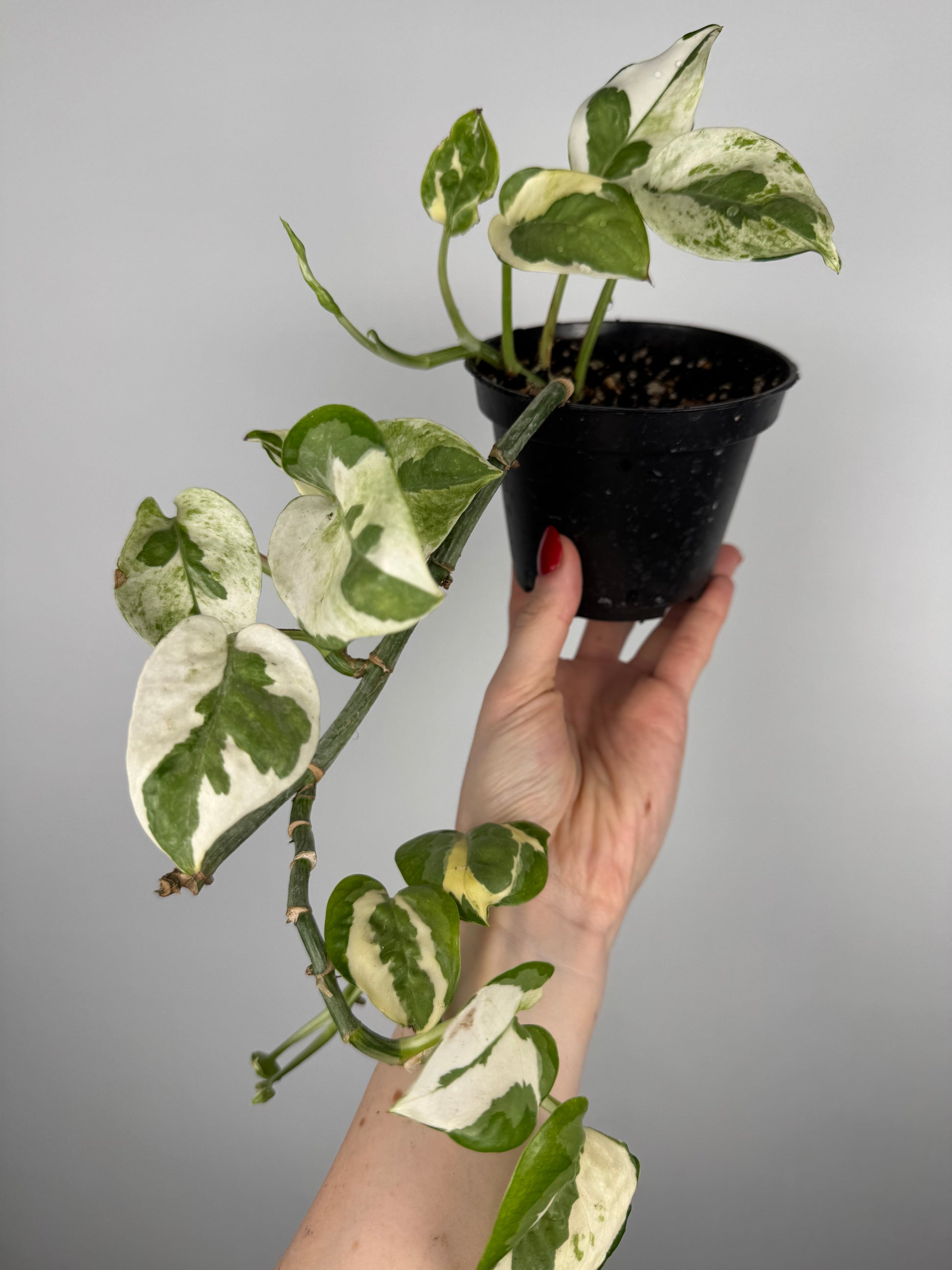 Epipremnum N’Joy | Milo