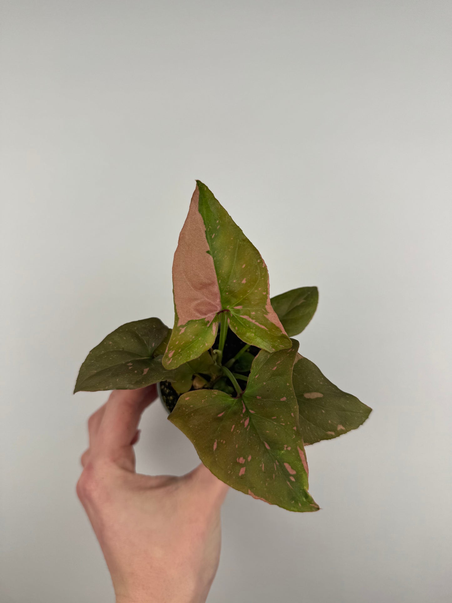 Syngonium “Pink Splash”