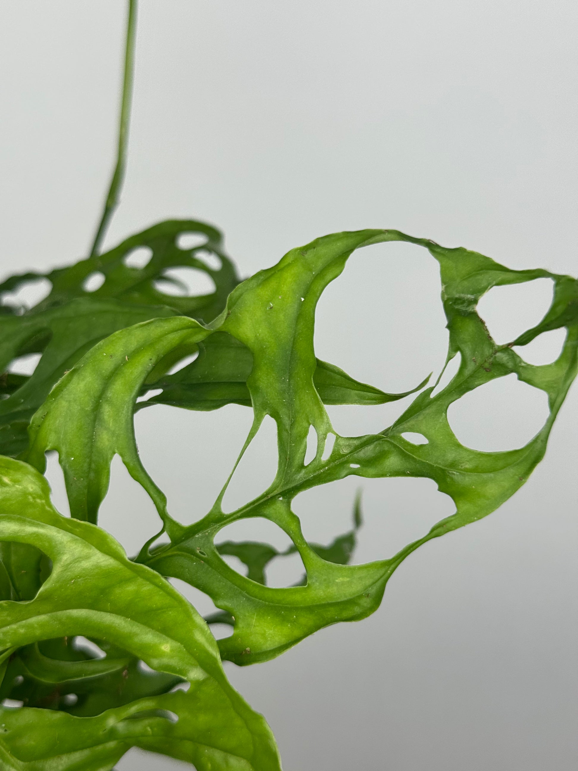 Monstera Obliqua "Perù"