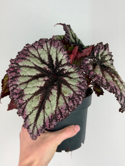 Begonia Fireworks Begonia Tropical Corner
