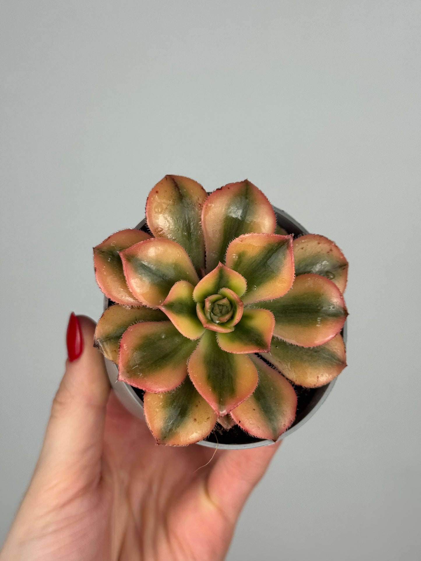 Aeonium Haworthii “Kiwi”
