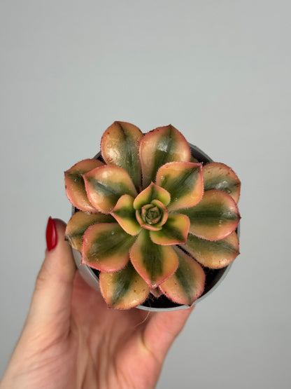 Aeonium Haworthii “Kiwi”
