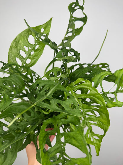 Monstera Obliqua "Perù"