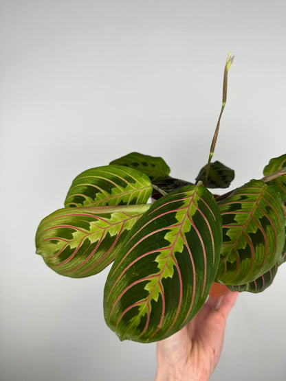 Maranta Leuconeura Fascinator | Ginevra