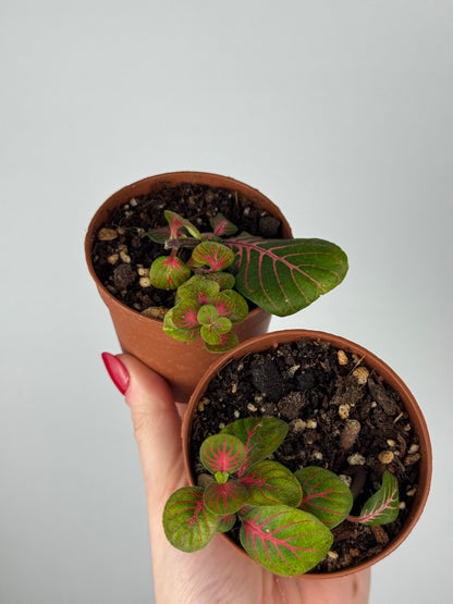 Fittonia Bundle | Tina & Tinetta